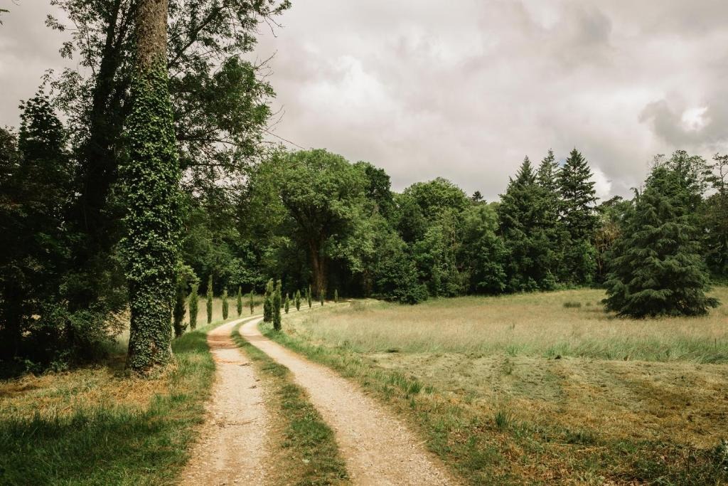 Chemin bordé de cyprès menant au domaine